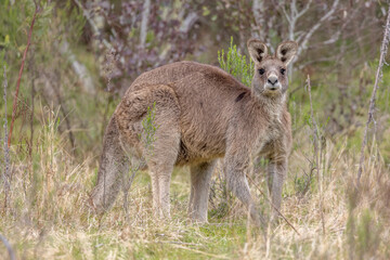 Naklejka na ściany i meble Eastern Grey Kangaroo (Macropus giganteus) in the bush, in New South Wales, Australia.