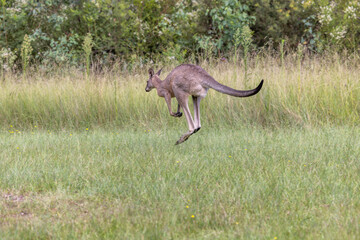 Eastern Grey Kangaroo (Macropus giganteus) hopping away across a grass field in New South Wales, Australia