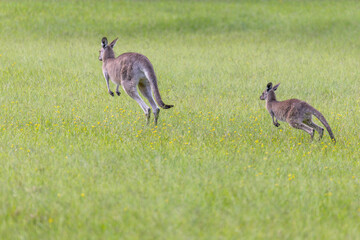 Naklejka na ściany i meble Two Eastern Grey Kangaroos (Macropus giganteus) hopping across a grass field in New South Wales, Australia
