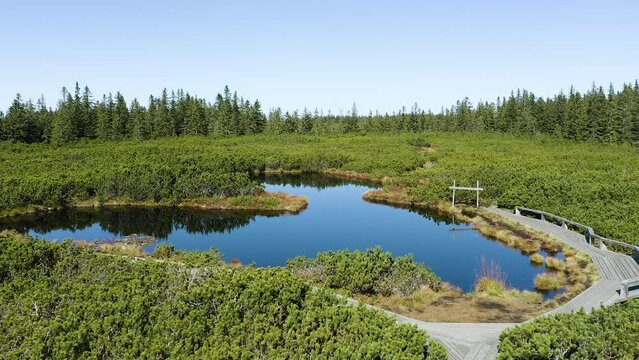 Orbiting Around Famous Swampy Black Lovrenska Lake, Hiking Trail Made of Wooden Planks. Marsh is Surrounded With Dense Small Dwarf Pine Forest and Coniferous Forest in The Background. Rogla, Pohorje.