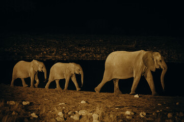 Eine Gruppe afrikanischer Elefanten mit Jungtieren am Wasserloch von Okaukuejo am späten Abend,...