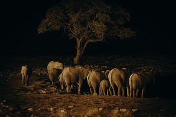 Eine Gruppe afrikanischer Elefanten mit Jungtieren am Wasserloch von Okaukuejo am späten Abend, lange nach Sonnenuntergang (Etosha Nationalpark, Namibia)