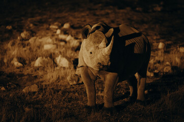 Obraz premium Spitzmaulnashorn am Wasserloch von Okaukuejo am späten Abend, lange nach Sonnenuntergang (Etosha Nationalpark, Namibia)
