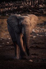 Portrait eines Afrikanischen Elefanten (Loxodonta) am Okaukuejo Wasserloch im Etosha Nationalpark bei Sonnenuntergang (Namibia)