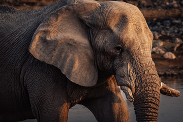 Close Up - Portrait eines Afrikanischen Elefanten (Loxodonta) am Okaukuejo Wasserloch im Etosha Nationalpark bei Sonnenuntergang (Namibia)