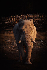 Fototapeta na wymiar Portrait eines Afrikanischen Elefanten (Loxodonta) am Okaukuejo Wasserloch im Etosha Nationalpark bei Sonnenuntergang (Namibia)