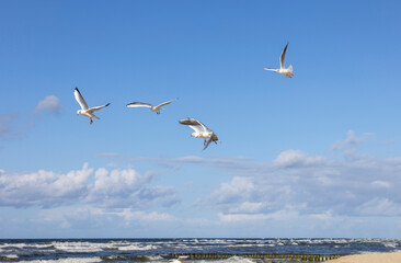 Seagulls flying over the water of the Baltic Sea on a background of blue sky, Miedzyzdroje, Poland