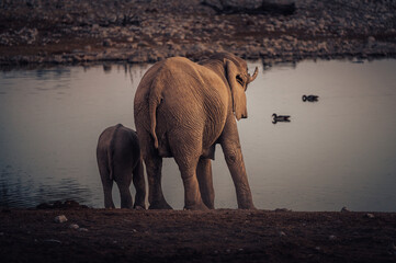 Afrikanische Elefantenkuh mit Jungtier am Wasserloch von Okaukuejo in der Abenddämmerung (Etosha Nationalpark, Namibia)