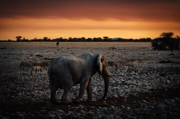 Einzelner afrikanischer Elefant entfernt sich vom Wasserloch von Okaukuejo in der Abenddämmerung...