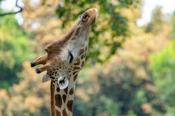 close up of a giraffe raises its head to pick leaves on tall tree branches