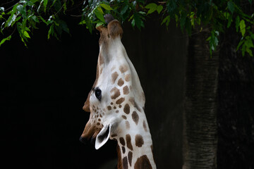 close up of a giraffe raises its head to pick leaves on tall tree branches