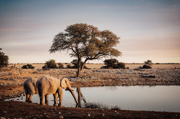 Fototapeta na wymiar Zwei Afrikanische Elefanten (Loxodonta) trinken am Okaukuejo Wasserloch im Etosha Nationalpark kurz vor Sonnenuntergang (Namibia)