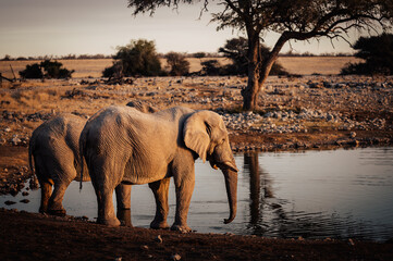 Zwei Afrikanische Elefanten (Loxodonta) trinken am Okaukuejo Wasserloch im Etosha Nationalpark kurz...