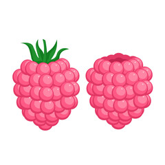 Raspberry isolated on white background in flat style