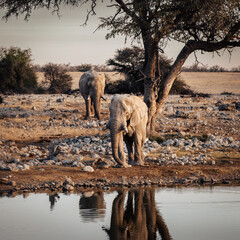 Afrikanische Elefanten (Loxodonta) n&auml;hern sich dem Okaukuejo Wasserloch im Etosha Nationalpark kurz vor Sonnenuntergang (Namibia)