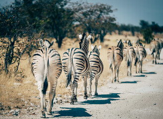 Rückansicht einer Gruppe Zebras, die hintereinander entlang einer Straße im Etosha Nationalpark...