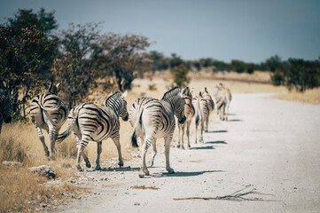 Fototapeta na wymiar Rückansicht einer Gruppe Zebras, die hintereinander entlang einer Straße im Etosha Nationalpark läuft (Namibia)
