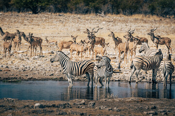 Fototapeta na wymiar Eine Gruppe Steppenzebras steht in einem Wasserloch im Etosha Nationalpark - Kudu-Antilopen im Hintergrund (Namibia)