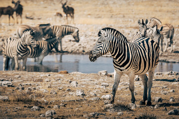 Obraz na płótnie Canvas Eine Gruppe Steppenzebras an einem Wasserloch im Etosha Nationalpark - ein Zebra im Vordergrund (Namibia)