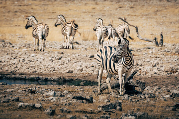Fototapeta na wymiar Eine Gruppe Steppenzebras an einem Wasserloch im Etosha Nationalpark - ein Zebra im Vordergrund (Namibia)