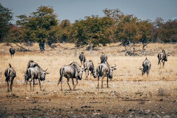 Fototapeta na wymiar Eine Herde Streifengnus in der Savanne des Etosha Nationalparks nahe an einem Wasserloch (Namibia)