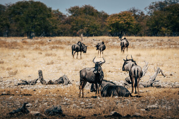 Naklejka na ściany i meble Eine Herde Streifengnus in der Savanne des Etosha Nationalparks nahe an einem Wasserloch (Namibia)