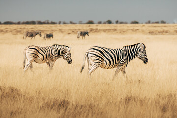Naklejka na ściany i meble Steppenzebras laufen durch das trockene hohe Gras in der Ebene des Etosha Nationalparks (Namibia)
