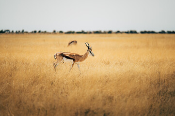 Einzelner Springbock läuft durch das hohe Gras in der Ebene des Etosha Nationalparks (Namibia)