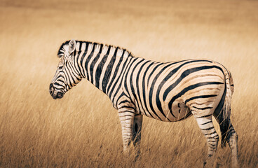 Ein einzelnes Steppenzebra steht im trockenen hohen Gras in der Ebene des Etosha Nationalparks (Namibia)