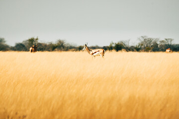 Einzelner Springbock läuft durch das hohe Gras in der Ebene des Etosha Nationalparks (Namibia)