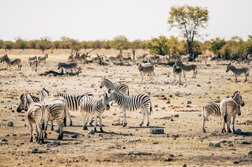 Fototapeta na wymiar Steppenzebras stehen in der Nähe eines Wasserlochs Etosha Nationalparks (Namibia)