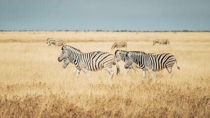 Obraz na płótnie Canvas Steppenzebras laufen durch das trockene hohe Gras in der Ebene des Etosha Nationalparks (Namibia)