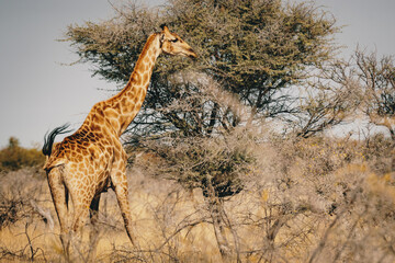 Giraffe frisst Blätter von einem Kameldornbaum im Etosha Nationalparks (Namibia)