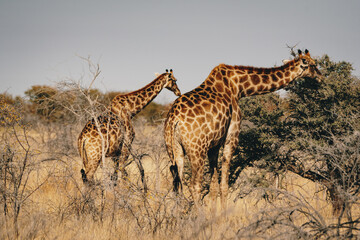 Zwei Giraffen fressen Blätter von einem Kameldornbaum im Etosha Nationalparks (Namibia)