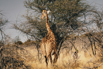 Giraffe frisst Blätter von einem Kameldornbaum im Etosha Nationalparks (Namibia)