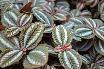 Beautiful green background of textured leaves of an exotic plant, full frame. Close-up. Selective focus.