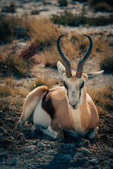 Porträt eines Springbock, der im Abendlicht im Grasland des Etosha Nationalparks liegt (Namibia)