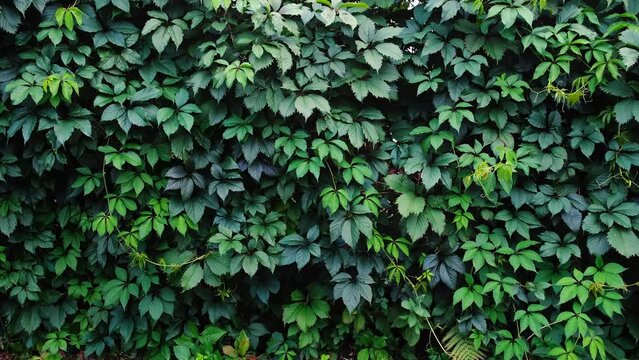 Decorative background of wild green grapes leaves. Five-leaved ivy. Natural garden hedge. Beautiful texture. Thickets creeper. Front and back yard wall decor. Autumn landscape. Live plant fence.