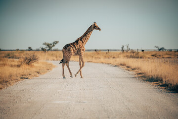 Einzelne Giraffe läuft in der Abendsonne über eine Straße im Etosha Nationalparks (Namibia)