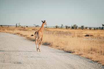 Junge Giraffe läuft in der Abendsonne über eine Straße im Etosha Nationalparks (Namibia)