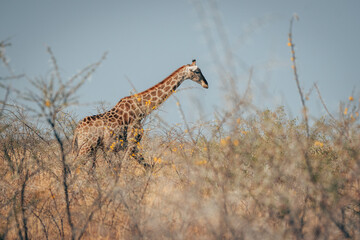 Einzelne Giraffe streift durch den Kameldorn-Busch des Etosha Nationalparks (Namibia)
