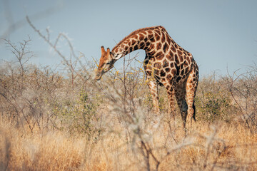 Einzelne Giraffe frisst im Kameldorn-Busch des Etosha Nationalparks (Namibia)