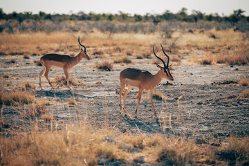 Männliche Schwarznasenimpala (Aepyceros petersi) laufen durch die Trockensavanne im Abendlicht (Etosha Nationalpark, Namibia)