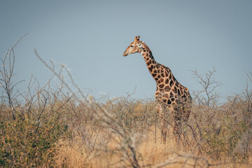 Einzelne Giraffe streift durch den Kameldorn-Busch des Etosha Nationalparks (Namibia)