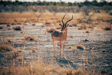Einzelne männliche Schwarznasenimpala (Aepyceros petersi) in der Trockensavanne im Abendlicht (Etosha Nationalpark, Namibia)