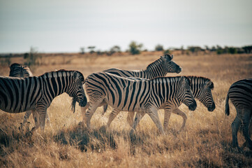 Fototapeta na wymiar Gruppe Zebras läuft in der Abendsonne durch die Savanne (Etosha Nationalpark, Namibia)