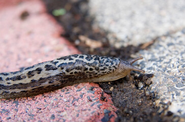 Nacktschnecke Tigerschnecke 1