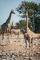 Zwei Giraffen mit anderen Tieren in der Trockensavanne des Etosha-Nationalparks (Namibia)