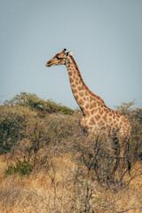 Giraffe geht durch blühenden Kameldorn-Busch im Etosha-Nationalpark