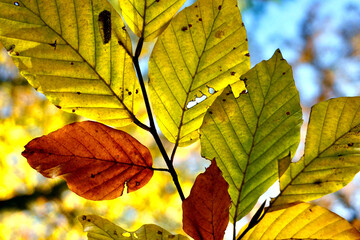 In verschiedenen Farbtönen herbstlich gefärbte Blätter an einem Zweig rot gelb noch grün und...